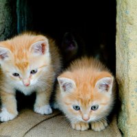 Fluffy friends