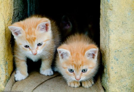 Fluffy friends