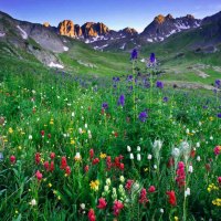 Mountain wildflowers