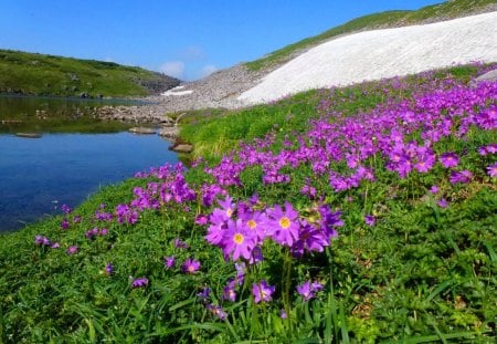 Coastal flowers - summer, beautiful, grass, lakeshore, nature, mountain, pink, pretty, flowers, shore, blue, lake, coast, nice, lovely, sea, green