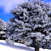 FROZEN TREES