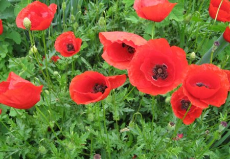 poppy's - beutiful, garden, me, poppy