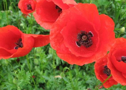 poppy's - flowers, poppy, me, garden