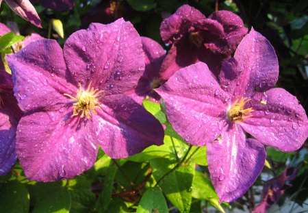 clematis vine - clematis, garden, flowes, violet