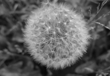 PAPADIE - officinale, taraxacum, hawkbit, papadie