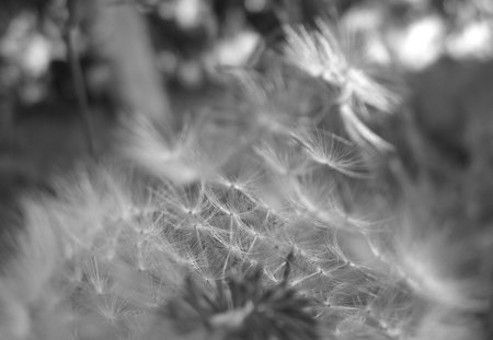 Taraxacum officinale - papadie, hawkbit, officinale, taraxacum