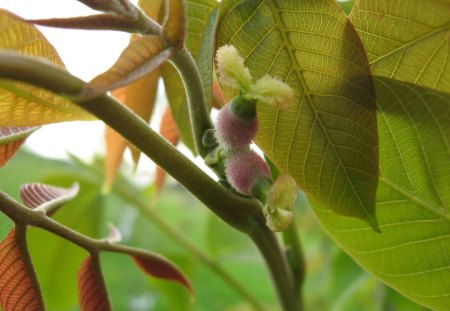 Juglans regia - juglandaceae, nuc, nuci, juglans regia