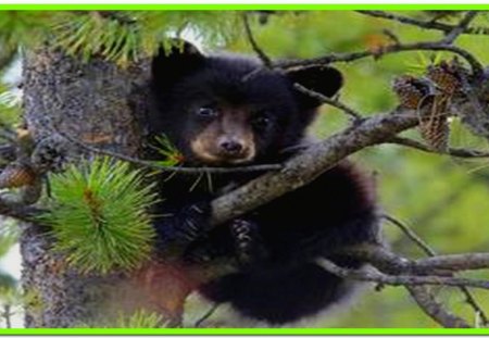 Baby Bear Cub - tree, small, cub, bear