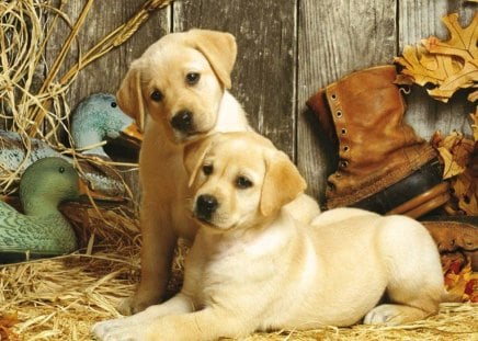 Cute dogs - boots, sweet, leaves, buddies, dogs, look, autumn, straw, cute, puppied, friends, adorable, yard, ducks, animals