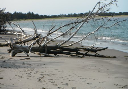 Washed Ashore - beauty, ocean, beach, trees, oregon, coast, nature, sand, coastal