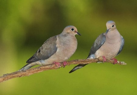 Mourning  Doves - doves, green, birds, beautiful