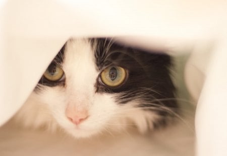 kitten under the covers