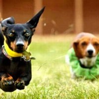 HAPPY DOGS