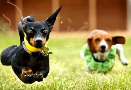 HAPPY DOGS - dogs, fun, run, happy