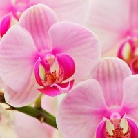 Pink Orchids