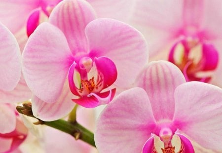 Pink Orchids