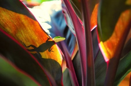 Silhouette - gecko, silhouette, plants, shadow