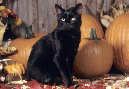 Autumn Kitty - black cat, photography, pumpkin, leaves, cat, black, autumn, halloween, leaf, kitty