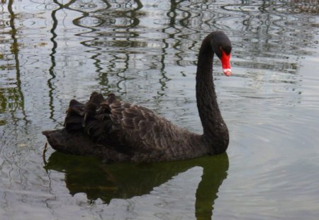 Black Swan - black, australia, swan, new zealand