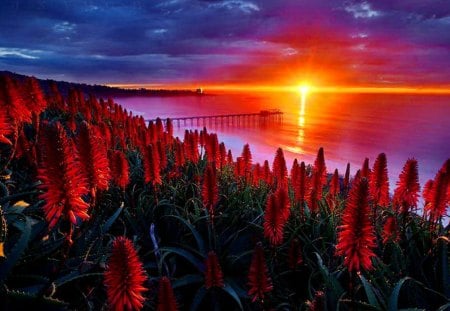 Sunset beauty - red, sky, flower, landscape, fields, sunset, nature, mountain