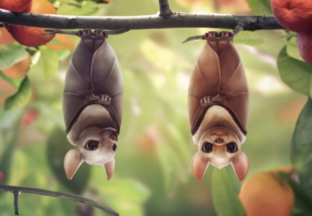 Bats - nice, hang, bats, animals, branch, fruits, tangerines, cute