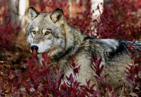 Autumn Wolf - predator, autumn, trees, wolf, wolves, fall, forest, wild, red, animal, leaves