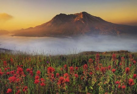 Mountain Meadow - sky, mountain, sunset, washington state, spring, volcano, beautiful, red, green, fog, flowers