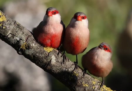 Cute bird trio - bird, animal, nature, fly, sing