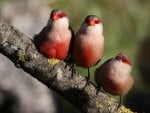 Cute bird trio