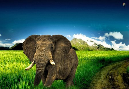 Elephant running - grass, animal, elephant, beast