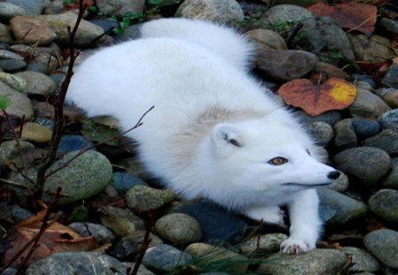 Beauty In Fall - fall, nature, dogs, arctic fox, animals