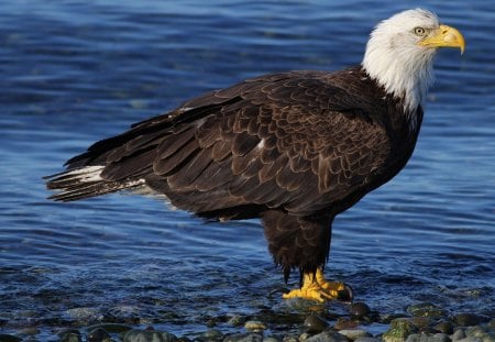 *** Eagle *** - eagle, animals, water, birds