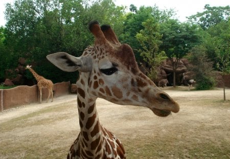 *** GIRAFFE *** - trees, giraffes, park, animals