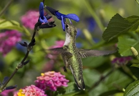 *** Hummingbird *** - nature, animals, birds, hummingbird