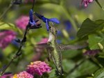 *** Hummingbird ***