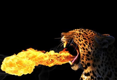 leapord - bigcat, leapord, fire, cat