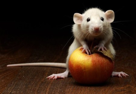 *** This apple is mine ...!!! *** - mouse, apple, animals, fruits