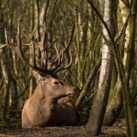 *** Deer in the Forest ***