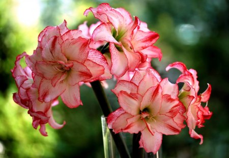 *** AMARYLLIS *** - nature, flowers, amarylis, pink