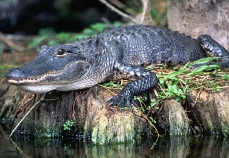 *** Crocodile *** - greens, animals, water, crocodile