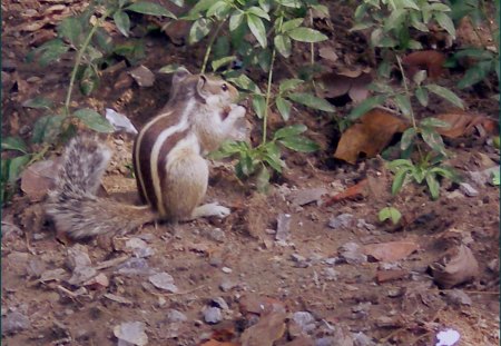 Eating time - squirrels, eating time, nature, animals