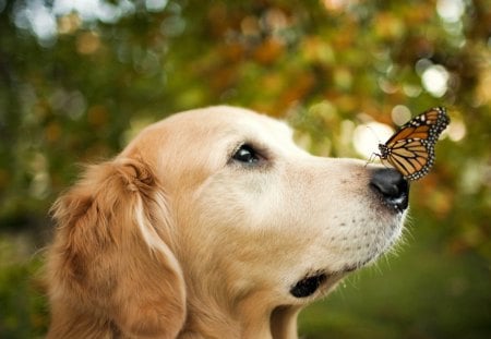 Adorable Dog - pretty, butterflies, dog, dog face, dogs, face, puppy, bokeh, trees, beautiful, dog eyes, beauty, puppies, lovely, sweet, tree, playful, butterfly, adorable, animals