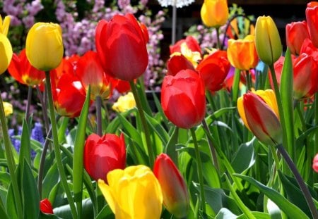 * Sunny tulips * - sunshine, yellow, red, tulips, field, flowers, sunny day