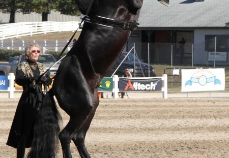 Friesian Rearing Up - horses, holland, dutch, friesian, black