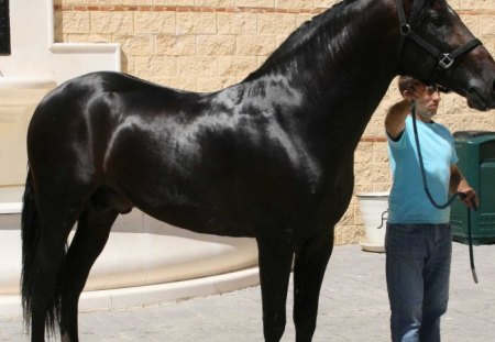 Spanish Stallion - horses, andalusian, black, spanish