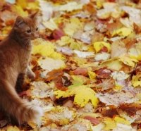 fall leaves kitty