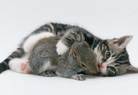 buddies - pets, little squirel, buddies, cat, animals, kitty