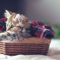 Kitty in the basket