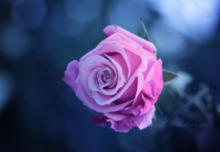 The beauty of rose - beauty, buds, delicate, blooms, tenderness, rose, lovely, nature, blossoms, petals, beautiful, flowers