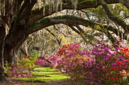 Beautiful alley - blossoms, delicate, alley, beauty, beautiful, flowers, buds, petals, tenderness, lovely, blooms, tree, nature